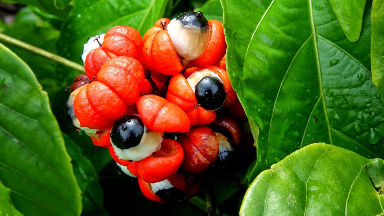 Guarana seeds in Oculear