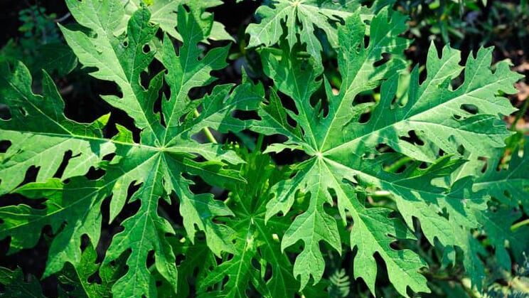 Papaya leaves as part of Oculear